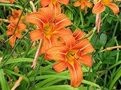 Wild day lily for sale  Delivered anywhere in USA 