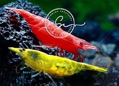 Premium grade neocaridina for sale  Delivered anywhere in USA 