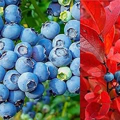 Blueberry bush chandler for sale  Delivered anywhere in UK