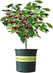 Black cherry bonsai for sale  Delivered anywhere in USA 