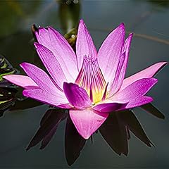 30pièces purple lotus d'occasion  Livré partout en France