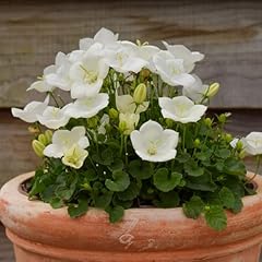 Campanula pearl white for sale  Delivered anywhere in UK
