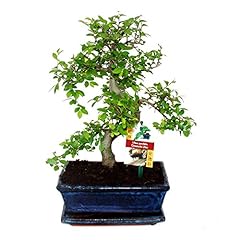 Bonsai olma cinese usato  Spedito ovunque in Italia 