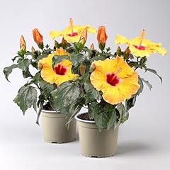 Hibiskus hibisqs adonicus gebraucht kaufen  Wird an jeden Ort in Deutschland