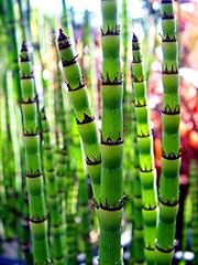 Equisetum hyemale marginal for sale  Delivered anywhere in UK