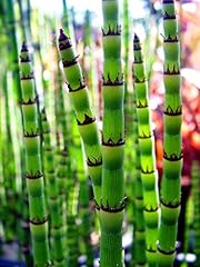 Pondplantsuk equisetum hyemale for sale  Delivered anywhere in UK