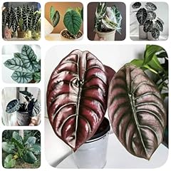 Pcs pflanzensamen alocasia gebraucht kaufen  Wird an jeden Ort in Deutschland