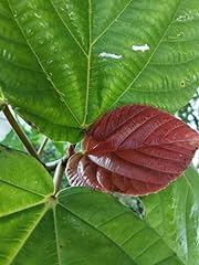 Seeds ficus auriculata for sale  Delivered anywhere in USA 