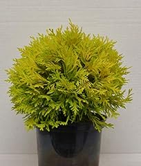 Kugel lebensbaum thuja gebraucht kaufen  Wird an jeden Ort in Deutschland