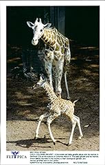 Girafe photo vintage d'occasion  Livré partout en France