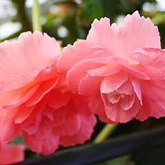 Pink hanging basket for sale  Delivered anywhere in USA 