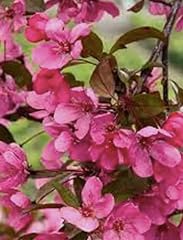 Prairie fire crabapple for sale  Delivered anywhere in USA 