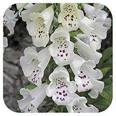 Foxglove digitalis dalmatian for sale  Delivered anywhere in UK