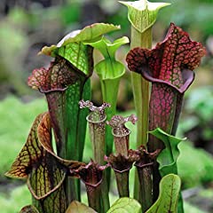 Pitcher plant seeds for sale  Delivered anywhere in UK