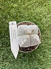 Astrophytum myriostigma quadri usato  Spedito ovunque in Italia 