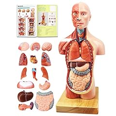 Human body model for sale  Delivered anywhere in UK