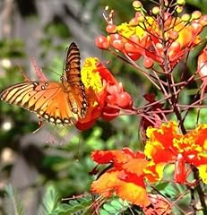 Caesalpinia pulcherrima blühe gebraucht kaufen  Wird an jeden Ort in Deutschland