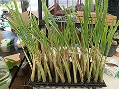 Lemongrass rootstalk live for sale  Delivered anywhere in USA 