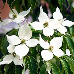 Cornus kousa chinensis for sale  Delivered anywhere in UK