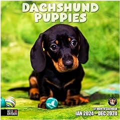 Red ember dachshund for sale  Delivered anywhere in USA 