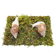 Jinymral pet snail for sale  Delivered anywhere in USA 