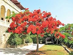 Royal poinciana tree for sale  Delivered anywhere in USA 