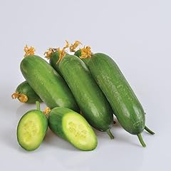 Cucumber plants mini for sale  Delivered anywhere in UK