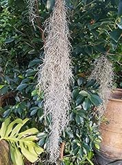 Spanish moss air for sale  Delivered anywhere in UK