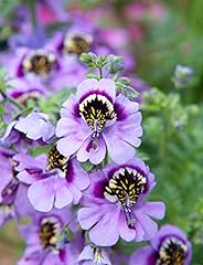 Butterfly flower poor for sale  Delivered anywhere in UK