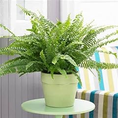 Boston fern plant for sale  Delivered anywhere in UK