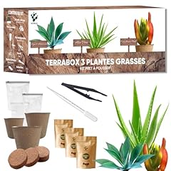 Kit piante grasse usato  Spedito ovunque in Italia 