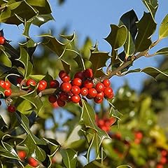 Agrifoglio ilex aquifolium usato  Spedito ovunque in Italia 