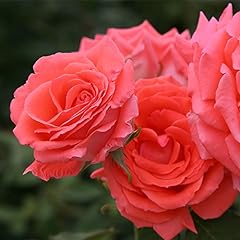 Heirloom roses fragrant for sale  Delivered anywhere in USA 