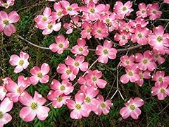Pink dogwood height for sale  Delivered anywhere in USA 