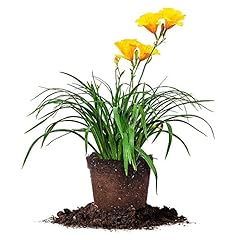 Stella oro daylily for sale  Delivered anywhere in USA 