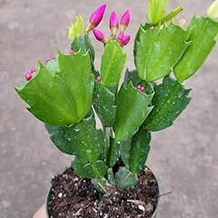 Schlumbergera truncata thanksg for sale  Delivered anywhere in USA 
