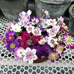 600 pcs leberblümchen gebraucht kaufen  Wird an jeden Ort in Deutschland