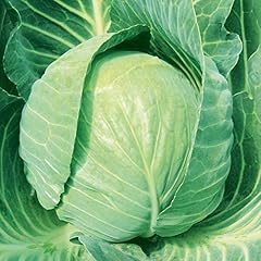 Suttons cabbage seeds for sale  Delivered anywhere in UK