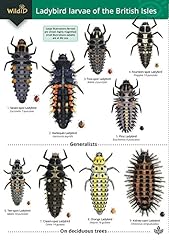 Ladybird larvae british for sale  Delivered anywhere in UK