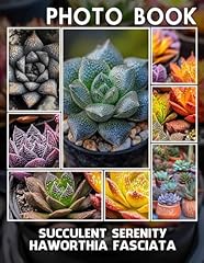 Succulent serenity haworthia for sale  Delivered anywhere in Ireland