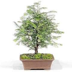 Brussel bonsai live for sale  Delivered anywhere in USA 