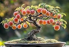Peach bonsai tree for sale  Delivered anywhere in USA 