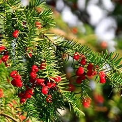Seed english yew for sale  Delivered anywhere in USA 