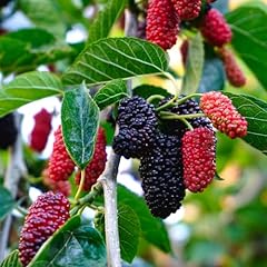 Carbeth plants mulberry for sale  Delivered anywhere in Ireland