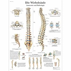 Scientific lehrtafel laminiert gebraucht kaufen  Wird an jeden Ort in Deutschland