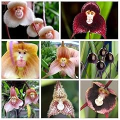 200 mixed monkey for sale  Delivered anywhere in USA 