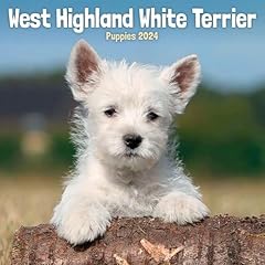 West highland white for sale  Delivered anywhere in UK