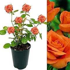 Rose bush orange for sale  Delivered anywhere in UK