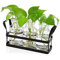 Jkwokback plants propagation for sale  Delivered anywhere in USA 