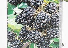 Lincolnshire fruits blackberry for sale  Delivered anywhere in Ireland
